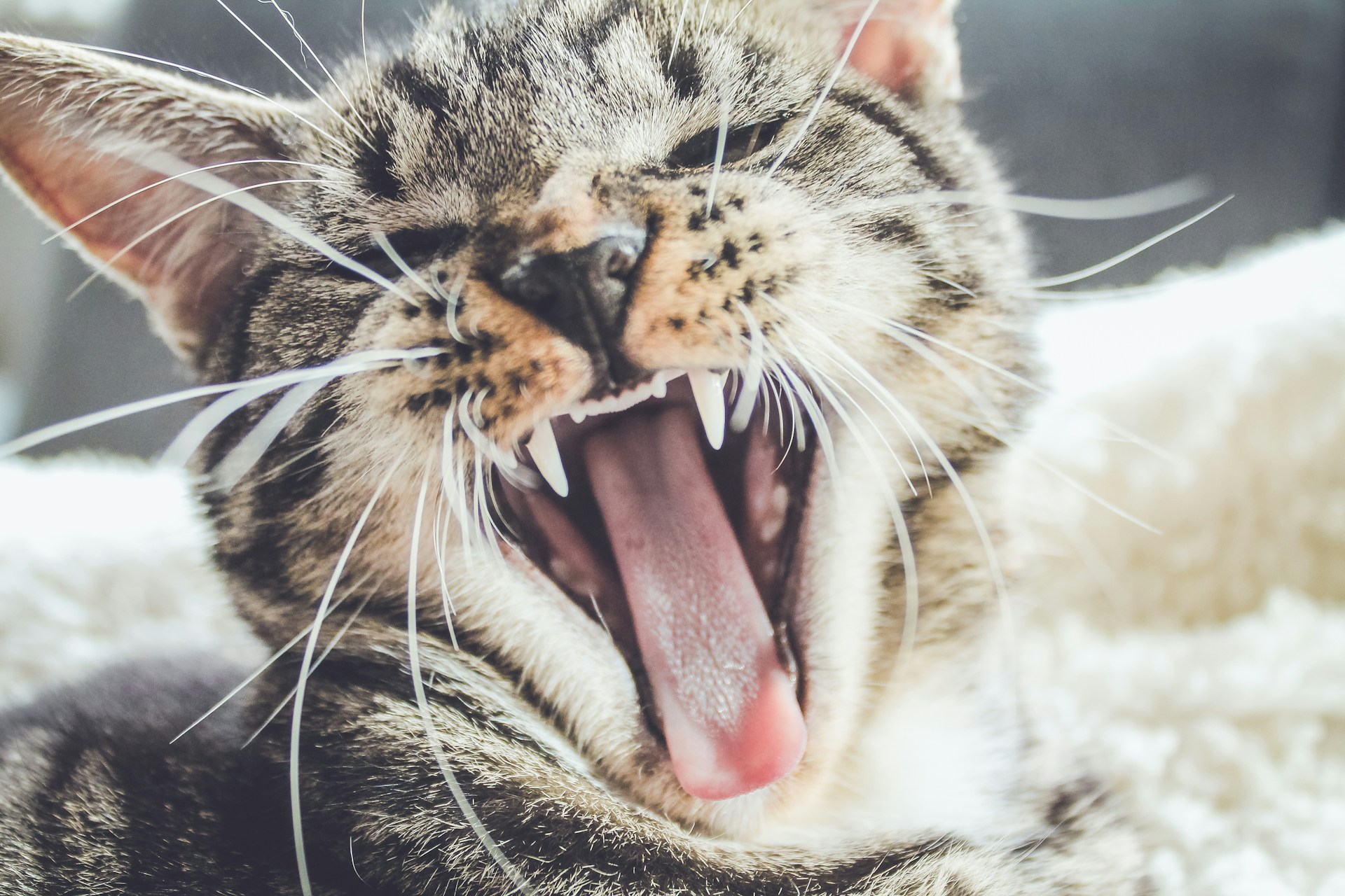 Description: A close-up photo of a cat yawning.  Its teeth are prominently featured. Photo by Erik-Jan Leusink on Unsplash.