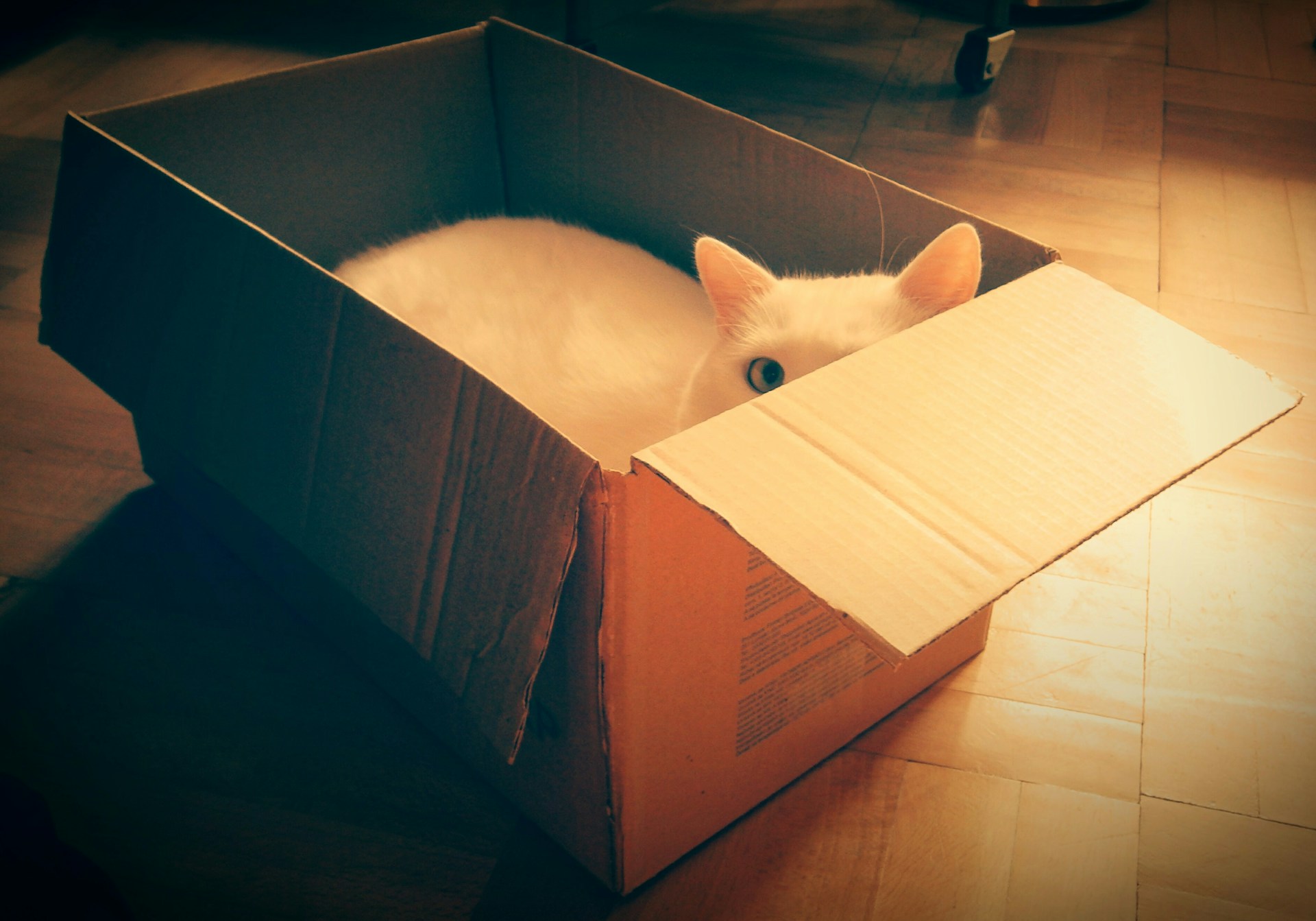 A white cat peers out of a brown cardboard box.  Photo by georgi benev on Unsplash.