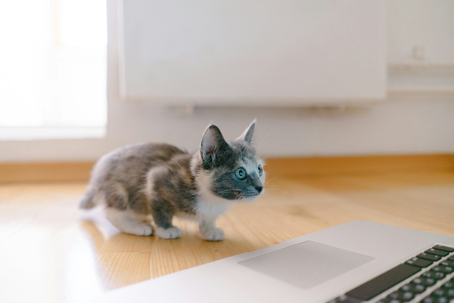 A kitten faces a laptop computer.  Their face is slightly aglow, as if lit by the computer screen.  Photo by riis riiiis on Unsplash.