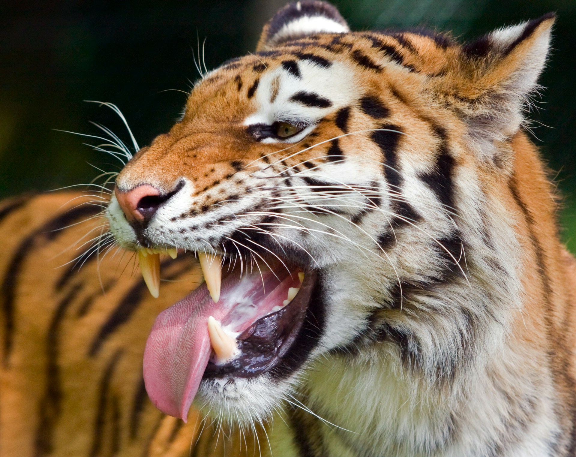 A close-up photo of a tiger.  Its mouth is open, exposing its teeth and tongue. Photo by Paul Morley on Unsplash.