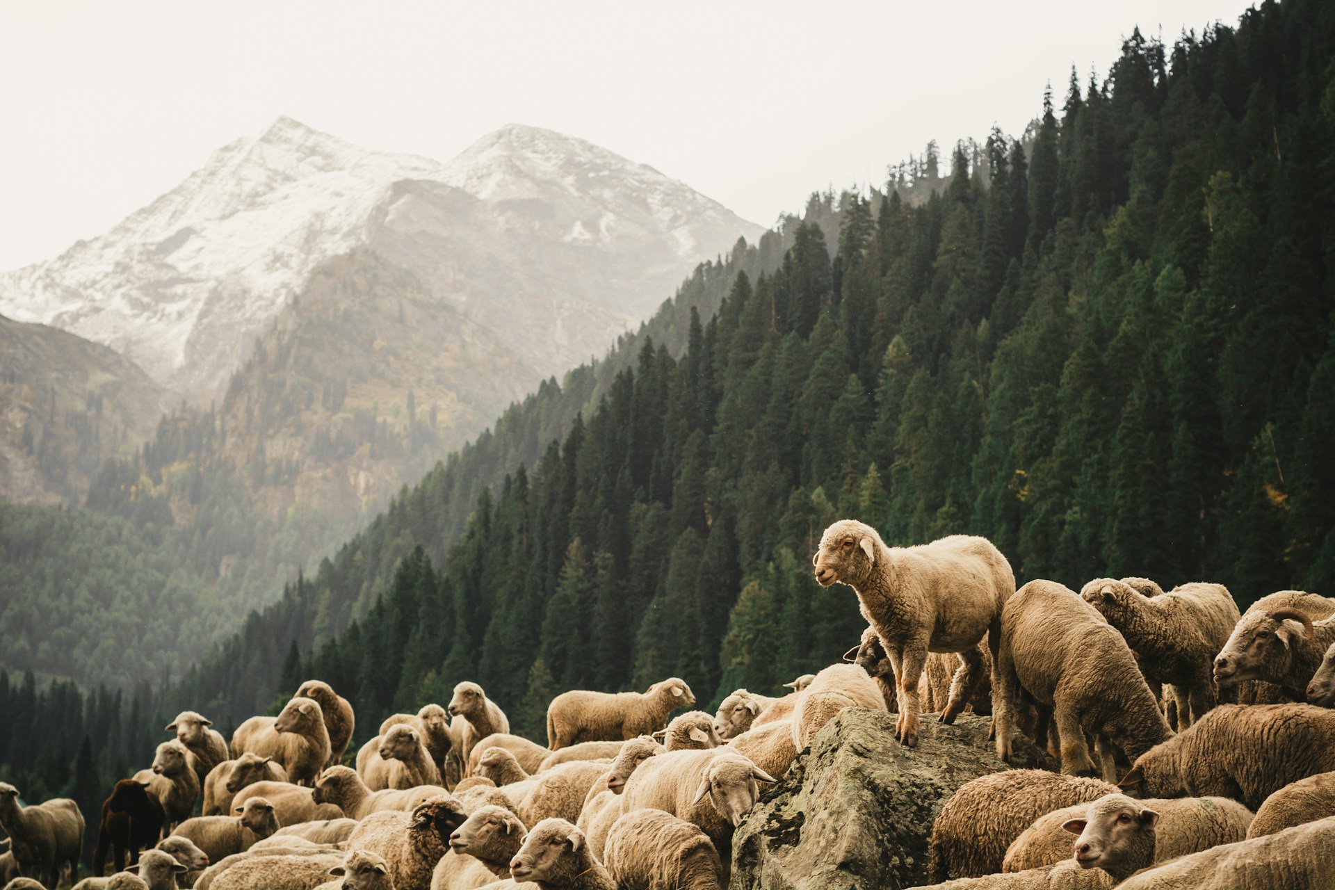  A group of sheep, one of which is standing on a rock so it is higher than the others.  Photo by Dibya Jyoti Ghosh on Unsplash.