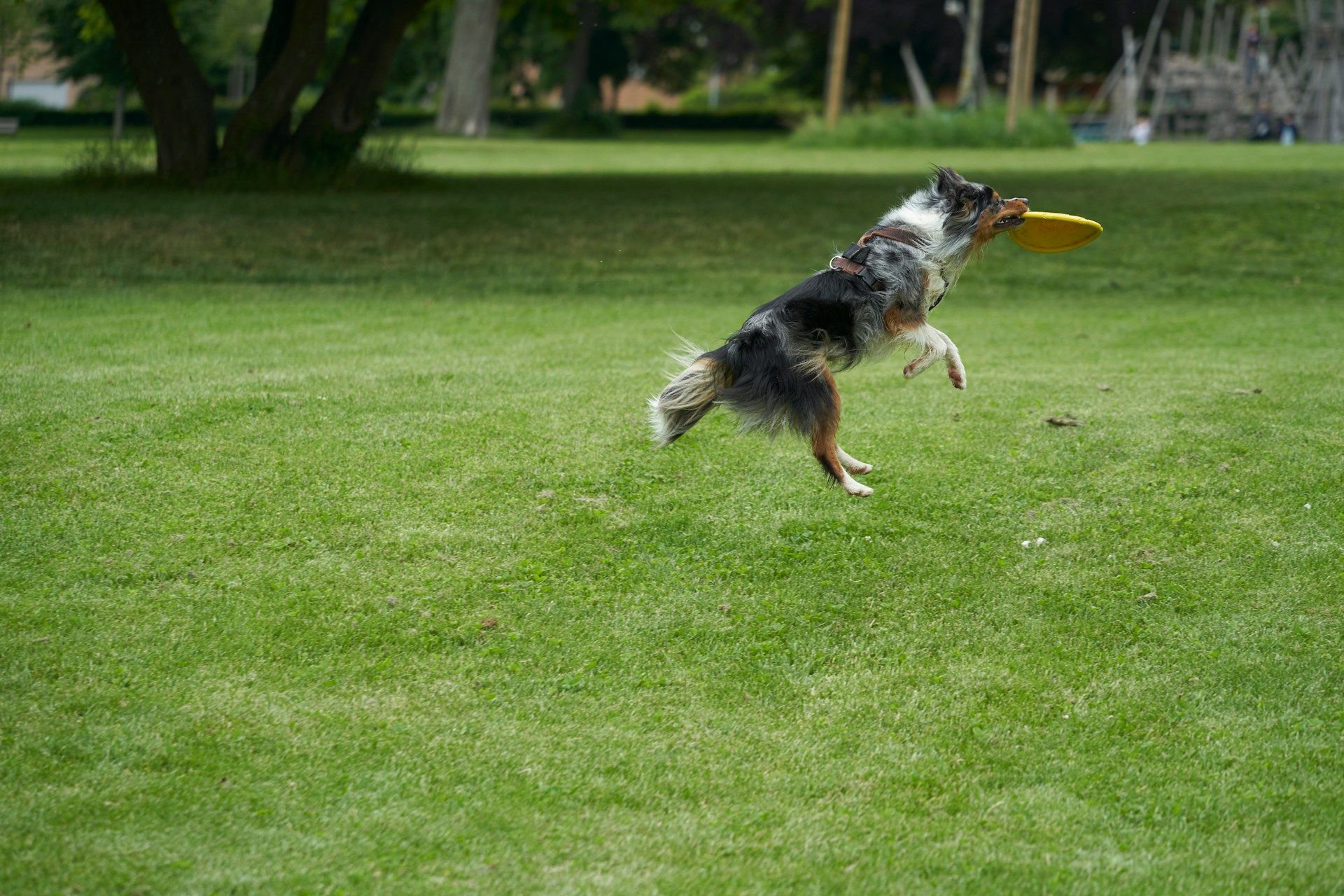 A dog, leaping in the air and catching a frisbee.  Photo by Wolfgang Hasselmann on Unsplash.