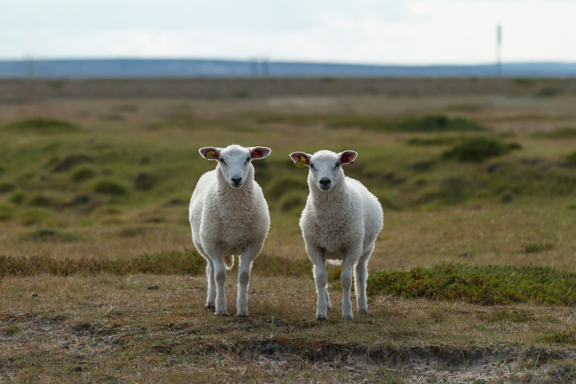 Two sheep stand side-by-side in a field.  They look practically identical.  Photo by Jørgen Håland on Unsplash.